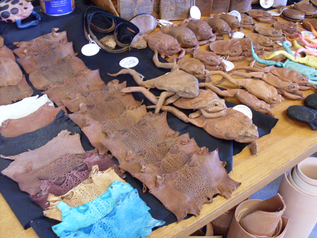 Cane Toads & Cane Toad Leather Exotics, Reptiles, Furs and others